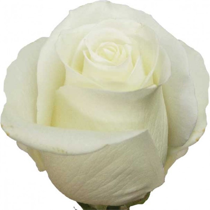 Роза-Rosa-Tibet-50cm--QA 6357dc6b-bfa9-11ec-0a80-0b4c000ba6cb