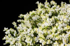 Лимониум-Limonium-Pina Colada-50cm-So 635e85f9-8705-11ef-0a80-0296002d0b57