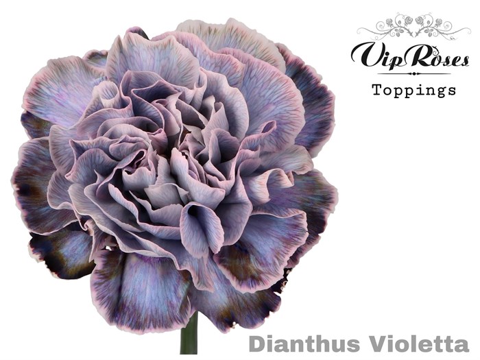 Гвоздика ст-Dianthus st-St Violetta-60cm 63607d0c-6b8c-11f0-0a80-116d001bf035