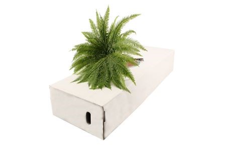 Папоротник-Umbrella-60cm 6365af64-cf67-11ec-0a80-0d32013b2880