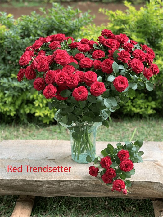 Роза куст-Rosa tr-Red Trendsetter-80cm 636acf7f-cf67-11ec-0a80-0d32013b2883