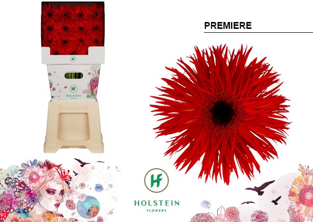 Гербера-Gerbera-Gs Gerspider Premiere Diamond-50cm 63a857a1-81ea-11f0-0a80-090300015c5a