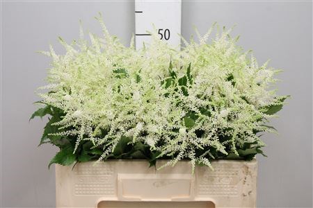 Астильба-Astilba-Ja Washington-40cm 63c0423d-e72c-11ed-0a80-0e92001fd20c