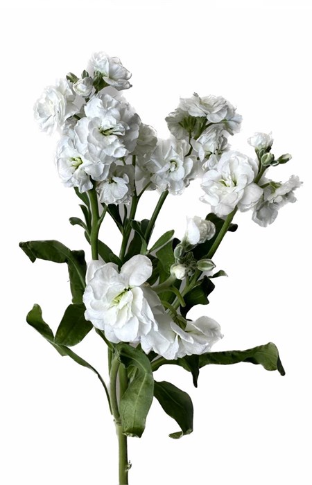Маттиола куст-Matthiola sp-Regal--70cm-IS 63cd9343-8af5-11ee-0a80-0c51004020f9