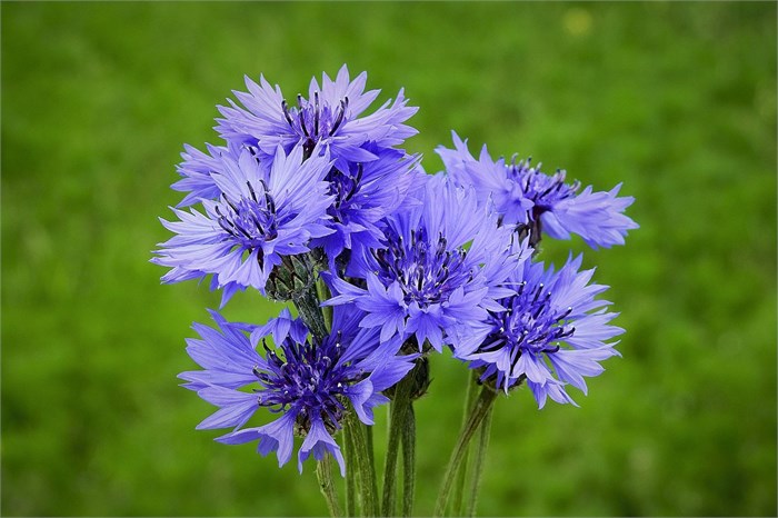 Василек-Centaurea-Ov-60cm 63ce347d-e72c-11ed-0a80-0e92001fd20f