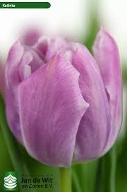 Тюльпан-Tulip-Du Katinka-36cm-39gr 63e0b2de-cf67-11ec-0a80-0d32013b2891