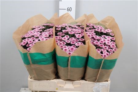 Хризантема сант-Chrysant sant-Aaa Toss-55cm-105gr 63e74f53-cf67-11ec-0a80-0d32013b2894