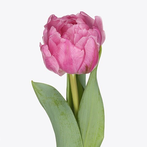 Тюльпан-Tulip-Du Maitresse-37cm-35gr 64158298-e72c-11ed-0a80-0e92001fd218