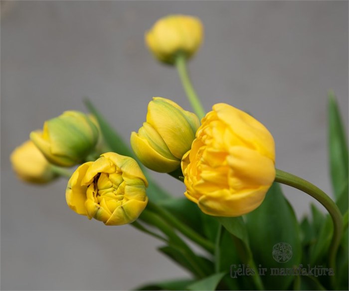 Тюльпан-Tulip-Dubbel Yellow Pompene Extra-38cm-34gr 641b1dc8-e72c-11ed-0a80-0e92001fd21b