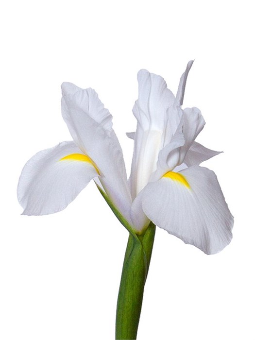 Ирис-Iris-Casablanca-66cm-50gr 641d8400-bfa4-11ec-0a80-0b4c0006e73b