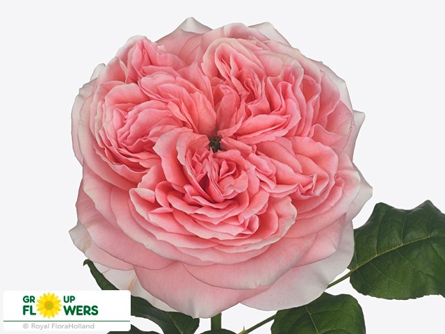 Роза-Rosa-London Eye-50cm--CN 6423e951-adde-11ed-0a80-0345000b61d8
