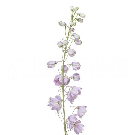 Дельфиниум-Delphinium-Du Cent Rose-100cm 64ccf064-1017-11ee-0a80-0da30007f23e
