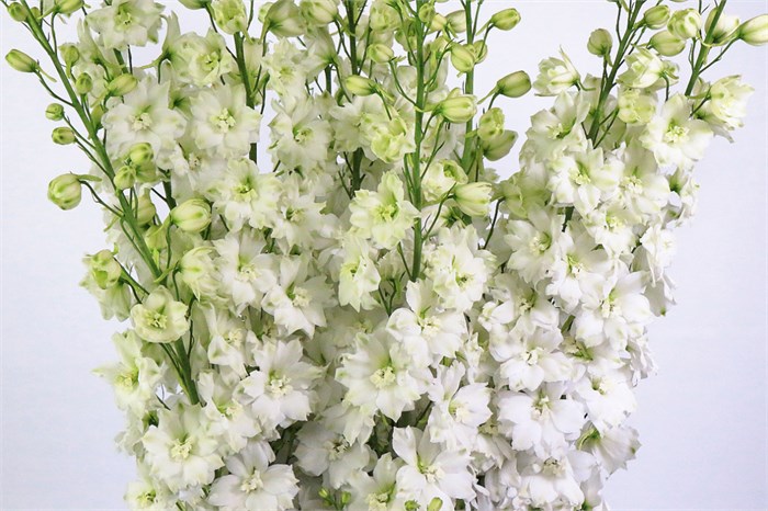 Дельфиниум-Delphinium-Du Dew Impr Wh-80cm 64d7316f-1017-11ee-0a80-0da30007f245