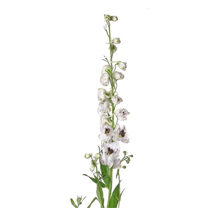 Дельфиниум-Delphinium-Du Dew Spijker-110cm 64e09c9e-1017-11ee-0a80-0da30007f24f
