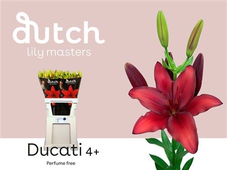 Лилия-Lilium-As Ducati-90cm-55gr 6526be28-1017-11ee-0a80-0da30007f277
