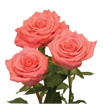 Роза-Rosa-Amsterdam-60cm-PE 65366254-bfa9-11ec-0a80-0b4c000bac39