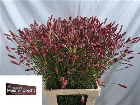 Кровохлёбка лекарственная-Sanguisorba officinalis-Of Pink Tanna-75cm 656ba4c9-77b8-11f0-0a80-05c20020cac9