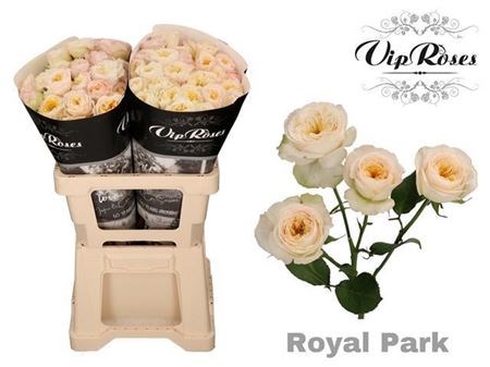 Роза куст-Rosa tr-Royal Park-60cm 6578d9f3-bfa5-11ec-0a80-0b4c0007e141