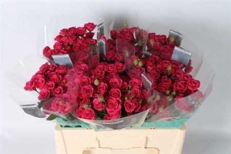 Роза куст-Rosa tr-Pink Yo-yo-50cm 6596702f-bfa5-11ec-0a80-0b4c0007e15e