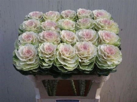 Брассика-Brassica-Ov-/70cm 65a27aec-c30f-11f0-0a80-0c9600268aab