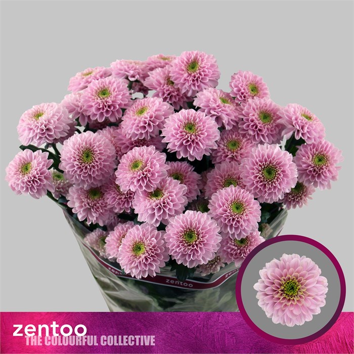 Хризантема куст-Chrysant Tr-Letsgo Pink-70cm90gr 65d2974f-f82f-11ee-0a80-0d75000024f9