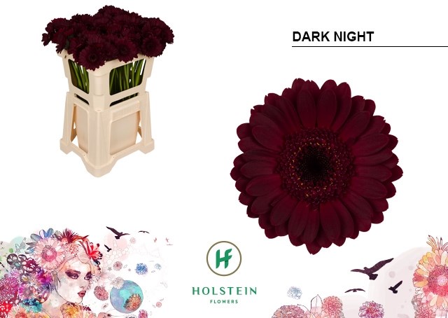 Гербера-Gerbera-Mi Dark Night-cm 65dd2045-f82f-11ee-0a80-0d7500002502