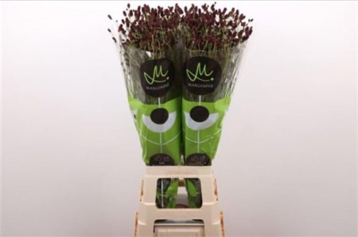 Кровохлёбка лекарственная-Sanguisorba officinalis-Of Bl Dream Sel-80cm 65e0deed-e56a-11f0-0a80-11fb00b52885