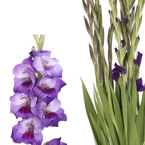 Гладиолус Gr-Gladiolus Gr-Purple Party-130cm-190gr 65e1f5af-77b8-11f0-0a80-05c20020cadb