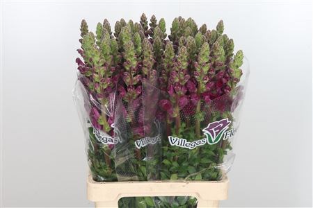 Антирринум-Antirrhinum-Cool Crimson-75cm 660df25f-90aa-11ed-0a80-08d200028ed7