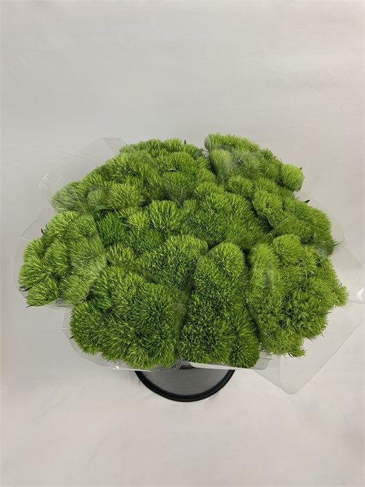 Гвоздика ст-Dianthus st-Greentrick-CE 660ea8fe-a473-11f0-0a80-11b600592259