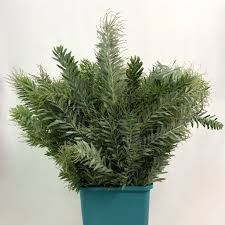 Мимоза-Mimosa-Silver Moon-200gr-CE 661ecbf5-a473-11f0-0a80-11b60059226b