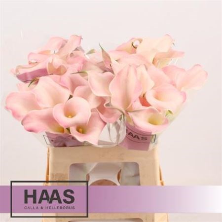 Калла-Zantedechia-Manila-55cm 662157bd-754a-11ed-0a80-024a00176403