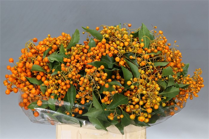 Питтоспорум-Pittosporum-Rombifoglia-CE 66215db1-a473-11f0-0a80-11b60059226f