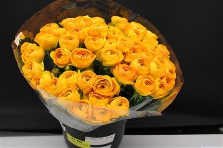 Ранункулус-Ranunculus-Cloni Super Saffron(geel)-45cm 66366d01-90aa-11ed-0a80-08d200028edd