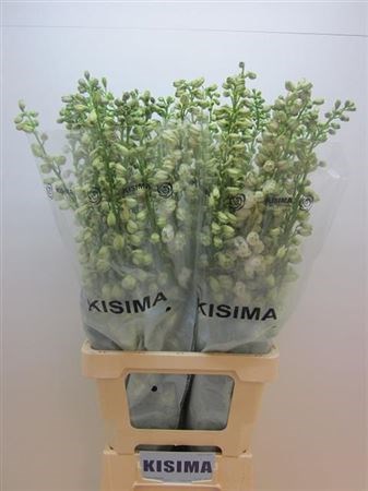 Дельфиниум-Delphinium-Du Guard White-80cm 66451d47-90aa-11ed-0a80-08d200028ee3