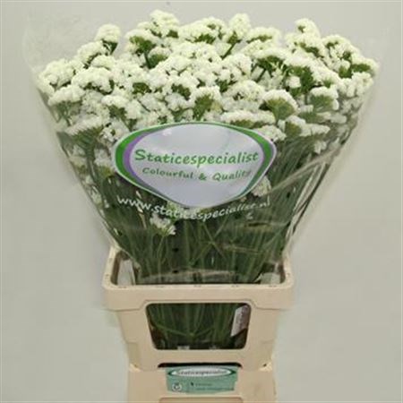 Лимониум-Limonium-Wh Starl Wings-80cm-48gr 667af4c6-83b7-11ee-0a80-065a00218e87