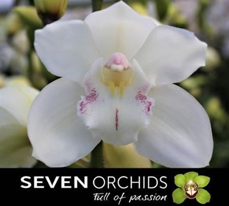 Цимбидиум-Cymbidium-Zeppelin-60cm 66959a69-754a-11ed-0a80-024a00176584