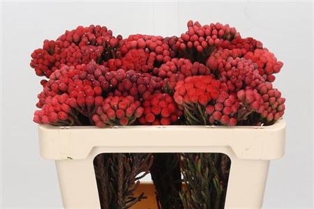 Бруния-Brunia-La Red-35cm 669bd697-754a-11ed-0a80-024a00176587