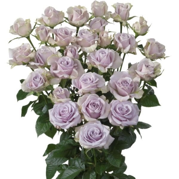 Роза куст-Rosa tr-Silver Shadow-50cm 66c068ee-bfa5-11ec-0a80-0b4c0007e281
