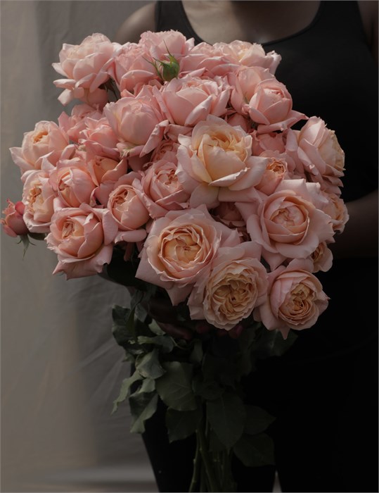 Роза куст-Rosa sp-Julietta Spray-63cm-Ti 66cd6536-8645-11f0-0a80-1316006af791