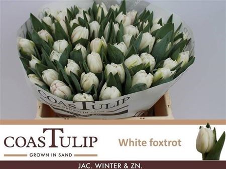 Тюльпан-Tulip-Du White Foxtrot-36cm-38gr 66d95808-90aa-11ed-0a80-08d200028f07