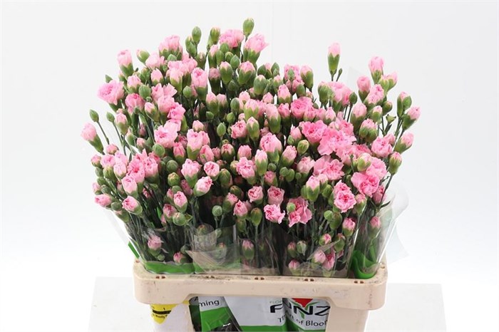 Гвоздика куст-Dianthus tr-Roxanne Select-65cm-35gr 66e36f70-83b7-11ee-0a80-065a00218e8b