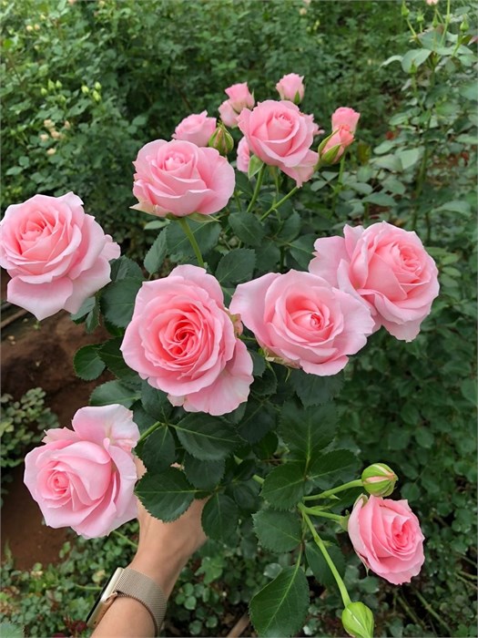 Роза куст-Rosa sp-Bella Linda Pink--60cm-Si 66ee2e78-ded5-11ee-0a80-0e2300334e44