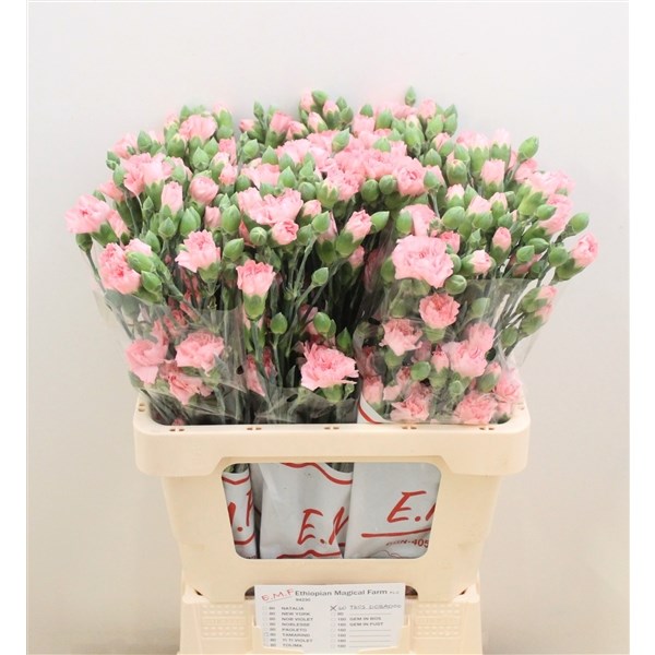 Гвоздика куст-Dianthus Tr-Doobadoo-55cm 66f7588a-90aa-11ed-0a80-08d200028f0d