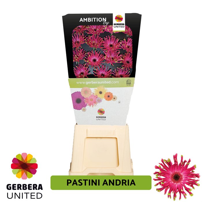Гербера-Gerbera-Pastini Andria Diamond-50cm 671508ac-0a0d-11ee-0a80-0c7e0088be60
