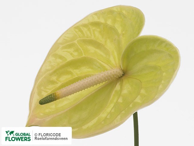 Антуриум-Anthurium-A Marysia-50cm 67184dba-83b7-11ee-0a80-065a00218e8f