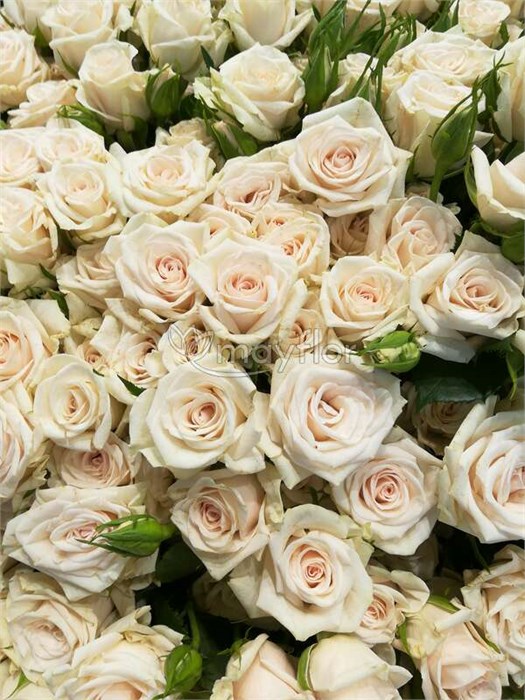 Роза куст-Rosa tr-Royal Porcelina-60cm 6721399a-bfa5-11ec-0a80-0b4c0007e2db