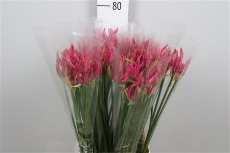 Нерине-Nerine-Bo Favourite-60cm 672c8157-0a0d-11ee-0a80-0c7e0088be63