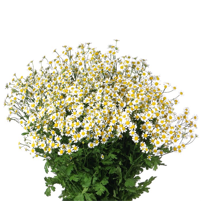 Матрикария-Tanacetum-Pa Single Vegmo-60cm-750gr 673d11af-0a0d-11ee-0a80-0c7e0088be66