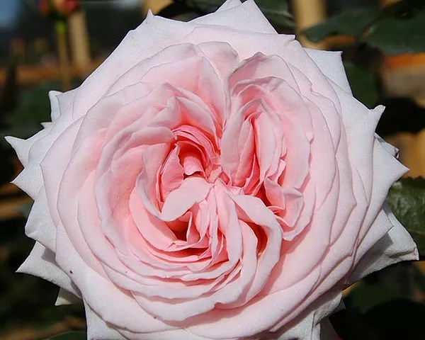Садовая Роза-Garden Rosa-Pink OHara-50cm-Af-vn 67635e4e-a018-11ed-0a80-05fa00736264